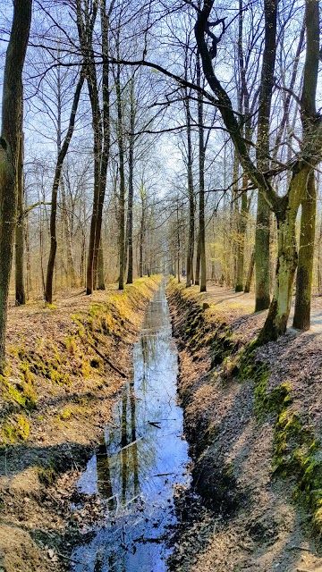 Rezerwat przyrody Las Kabacki im. Stefana Starzyńskiego